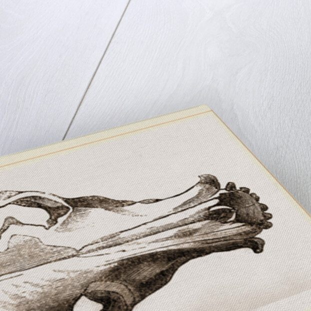 Skull of a Matin dog by Anonymous