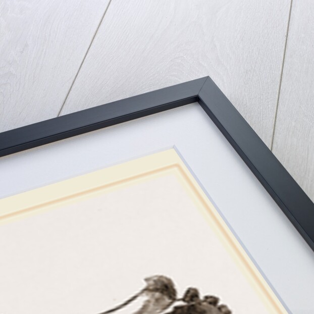 Skull of a Matin dog by Anonymous