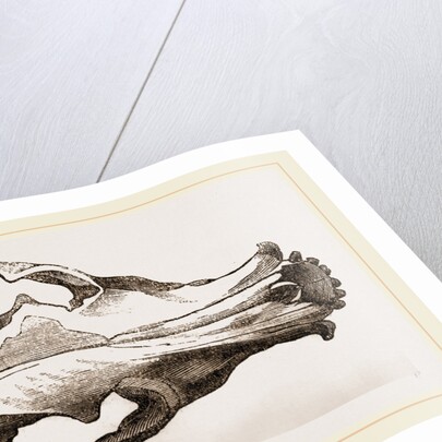 Skull of a Matin dog by Anonymous