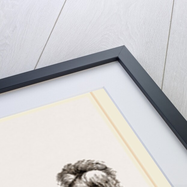 Dog of Mount St. Bernard by Anonymous