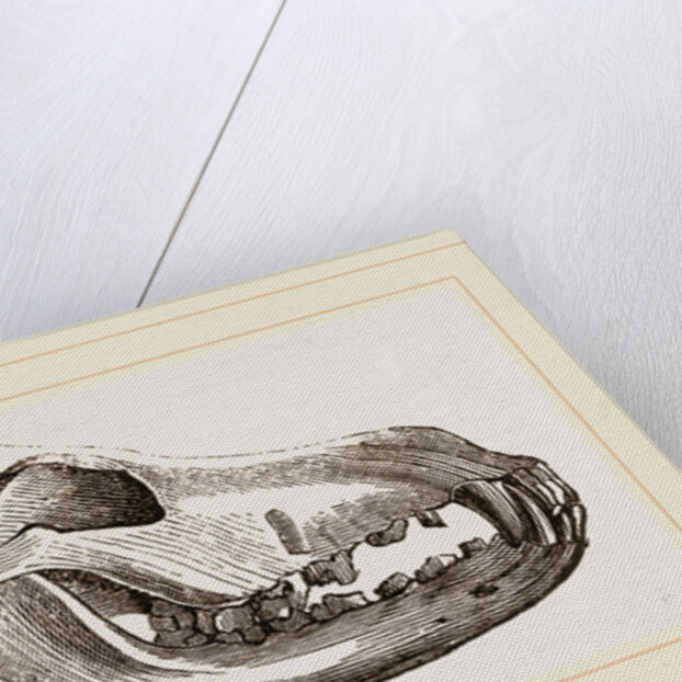 Skull of Dingo by Anonymous