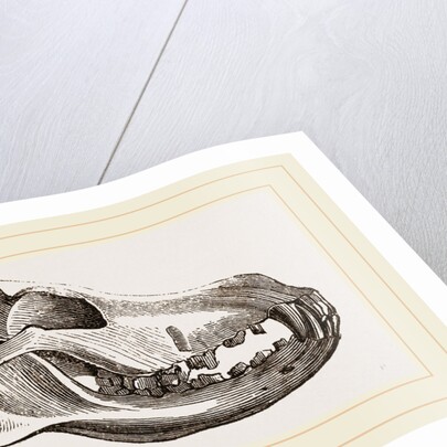 Skull of Dingo by Anonymous