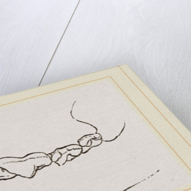 Teeth of Dog by Anonymous