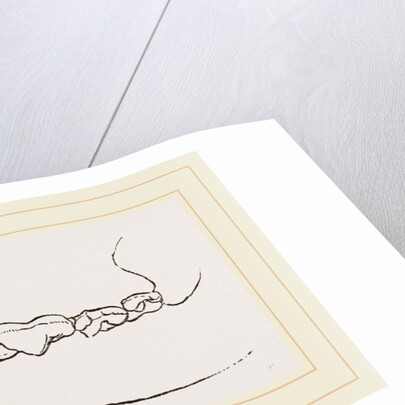 Teeth of Dog by Anonymous