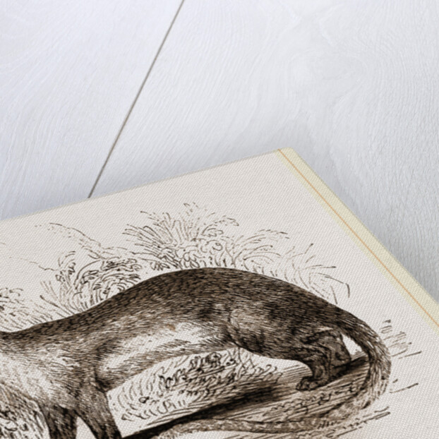 Kinkajou by Anonymous