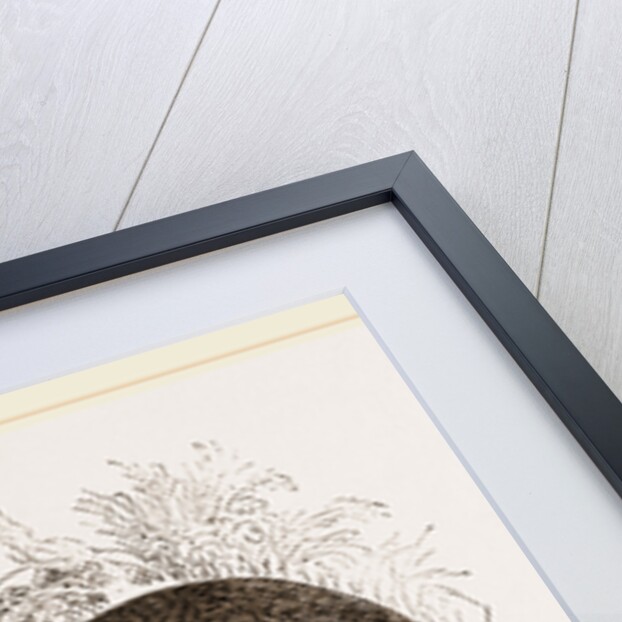 Kinkajou by Anonymous