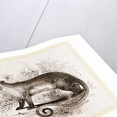 Kinkajou by Anonymous