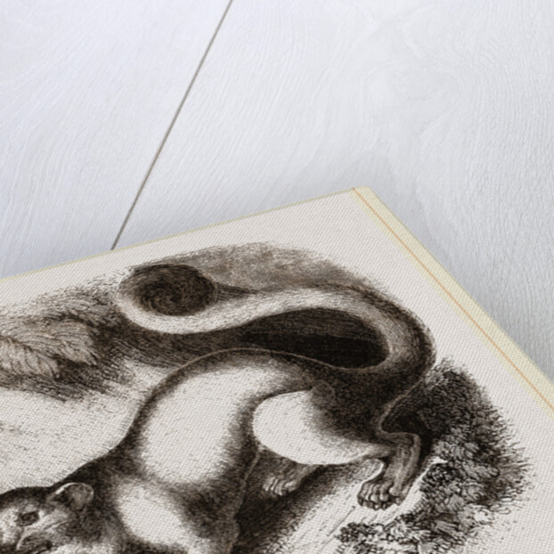 Kinkajou by Anonymous