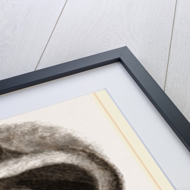 Kinkajou by Anonymous