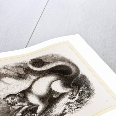 Kinkajou by Anonymous