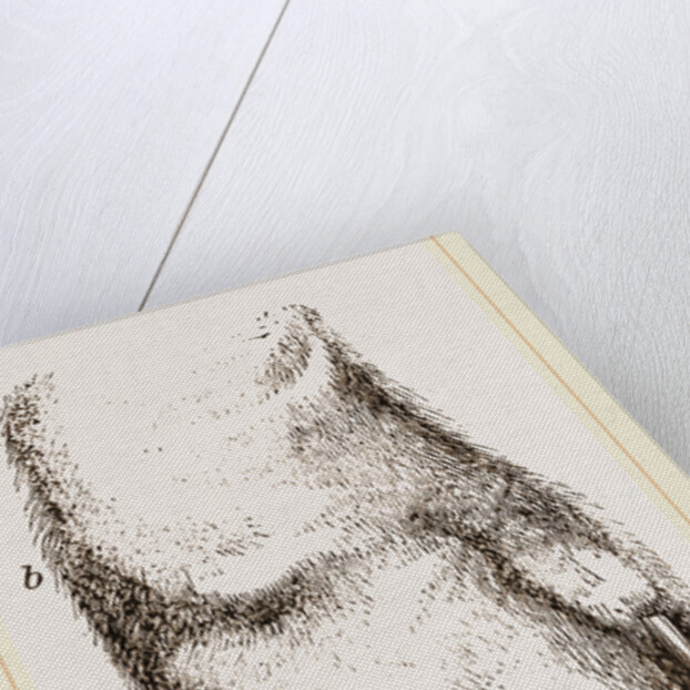 Feeth of Panda by Anonymous