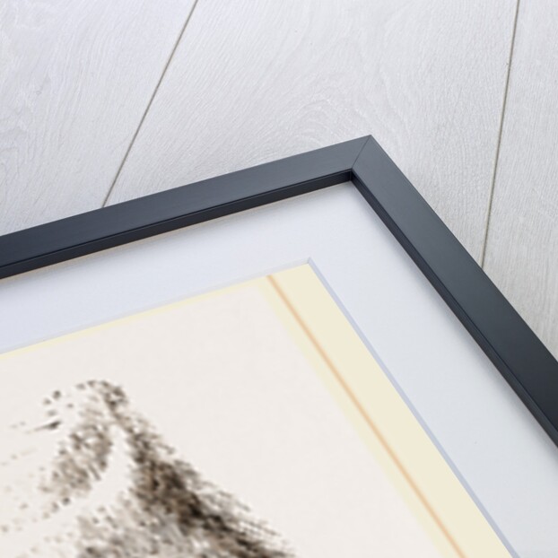 Feeth of Panda by Anonymous