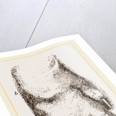 Feeth of Panda by Anonymous