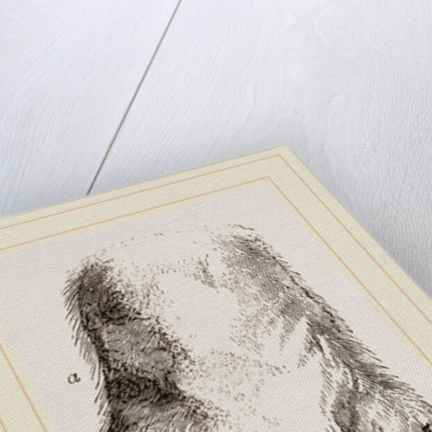 Feeth of Panda by Anonymous