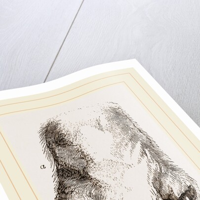 Feeth of Panda by Anonymous