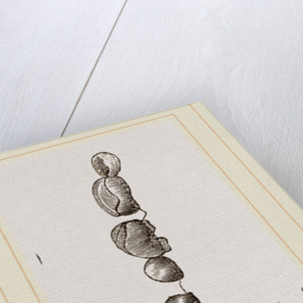 Teeth of Kinkajou by Anonymous