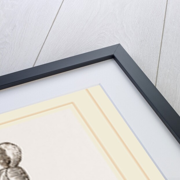 Teeth of Kinkajou by Anonymous