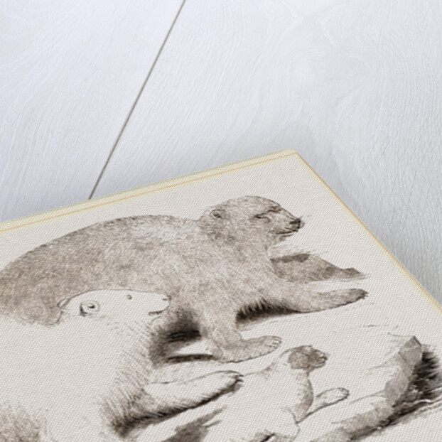 Polar Bears and Seal by Anonymous