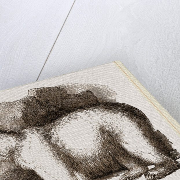 Polar Bear by Anonymous