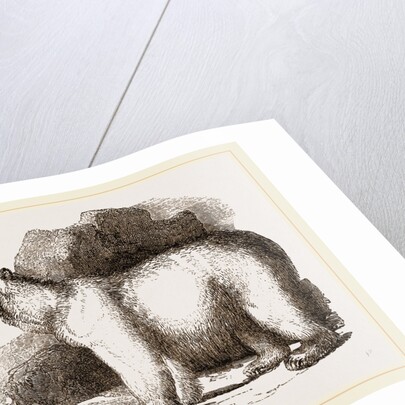 Polar Bear by Anonymous