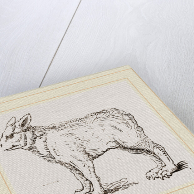 Pretended Ifybrid of Bear and Dog by Anonymous