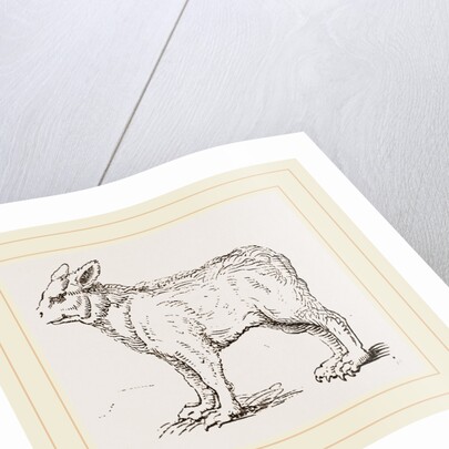 Pretended Ifybrid of Bear and Dog by Anonymous