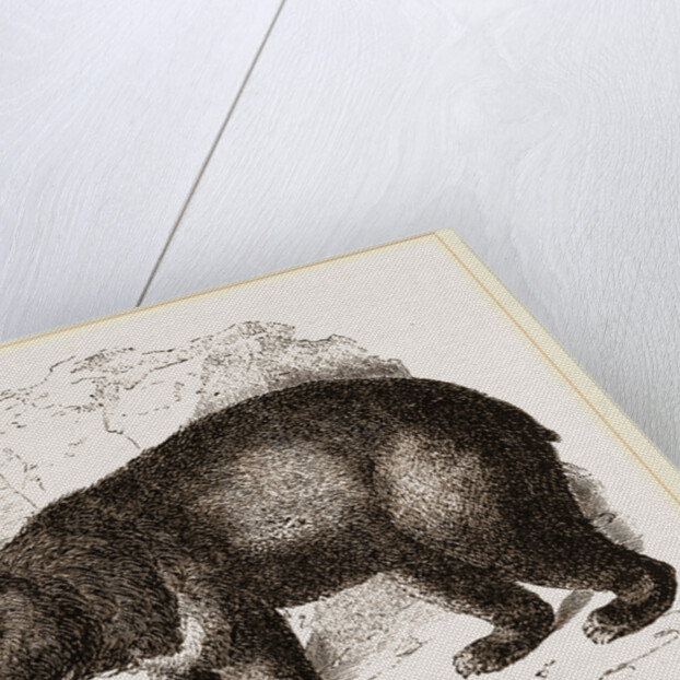 Thibet Bear by Anonymous