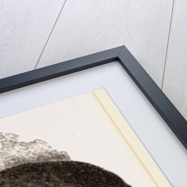 Thibet Bear by Anonymous