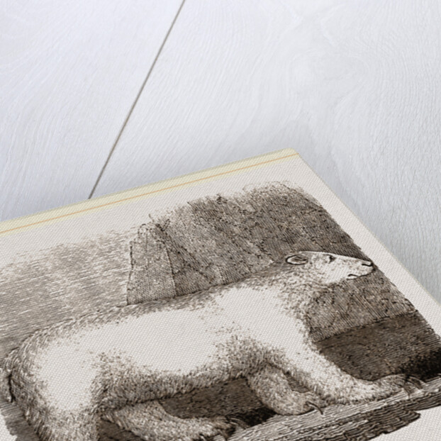 Polar Bear by Anonymous