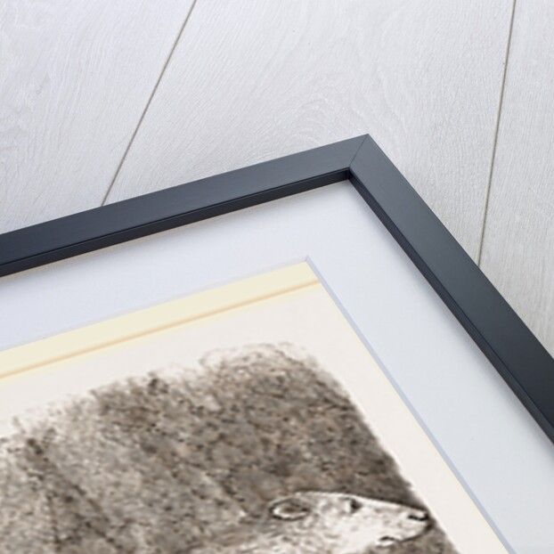 Polar Bear by Anonymous