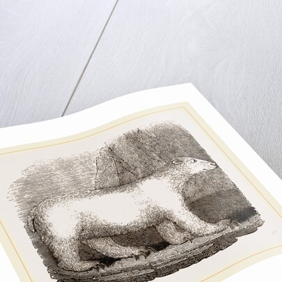 Polar Bear by Anonymous