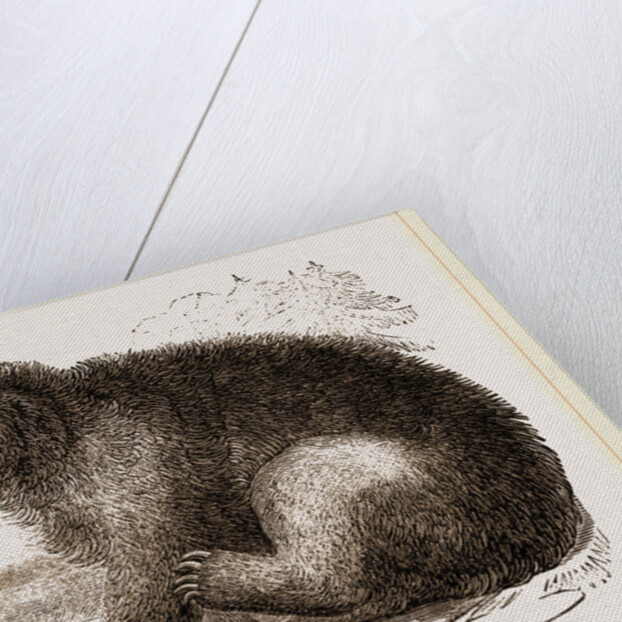 American Black Bear by Anonymous