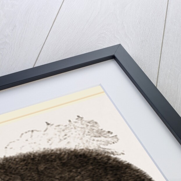 American Black Bear by Anonymous