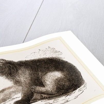 American Black Bear by Anonymous