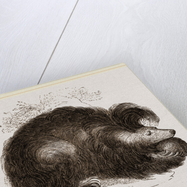 Sloth-Bear by Anonymous