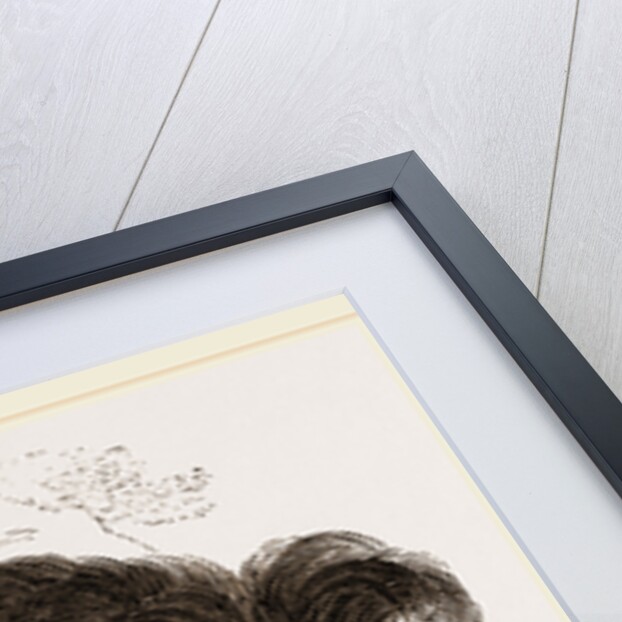 Sloth-Bear by Anonymous