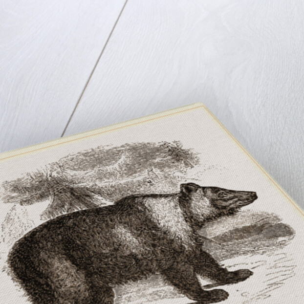 Siberian Bear by Anonymous