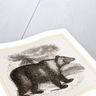 Siberian Bear by Anonymous