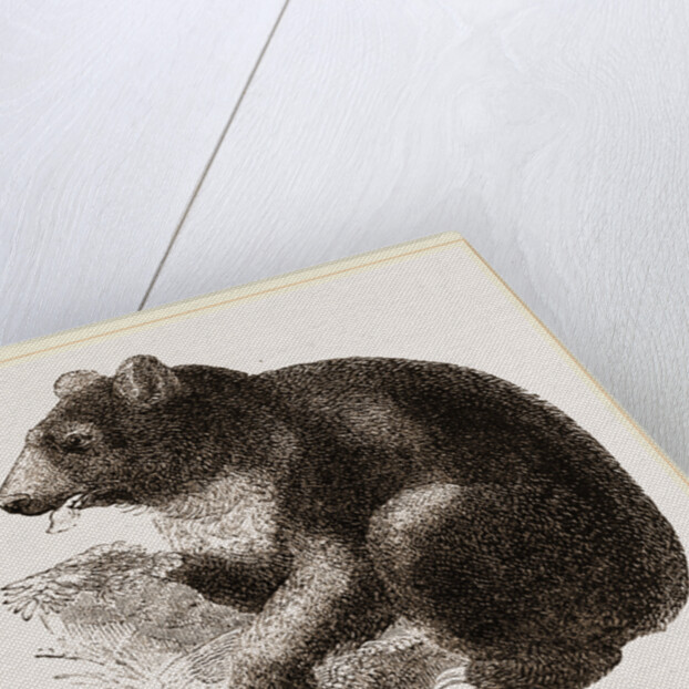 Grisly Bear by Anonymous