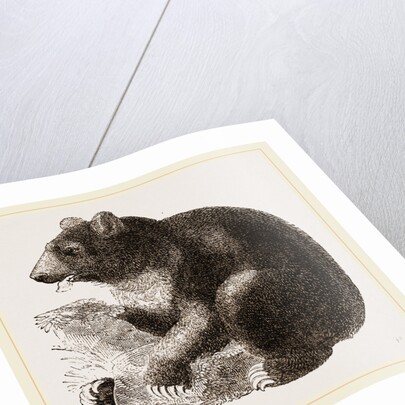 Grisly Bear by Anonymous