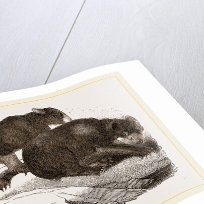 Siberian Bears by Anonymous