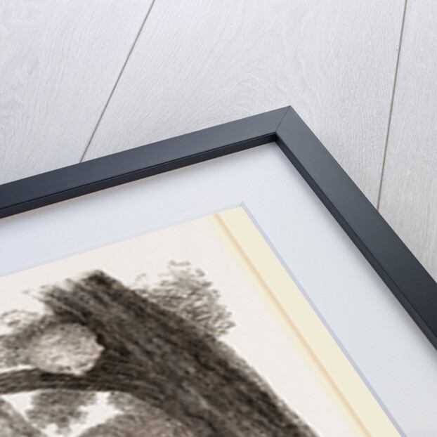 Bear and Dogs by Anonymous