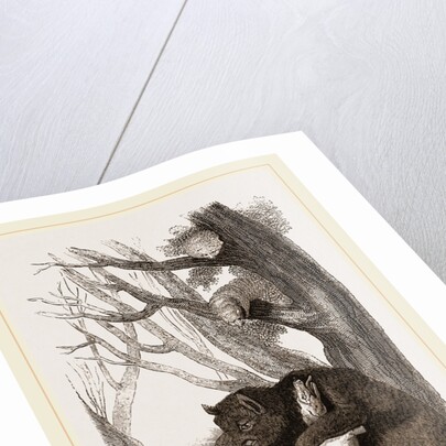 Bear and Dogs by Anonymous