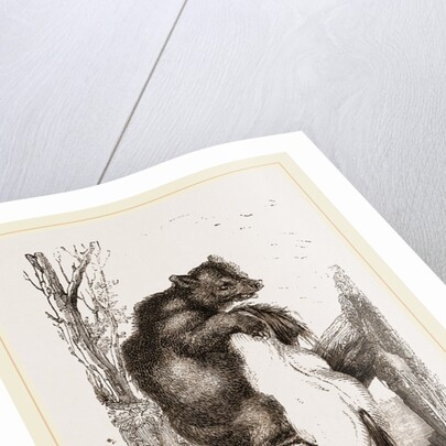 Bear with dead Horse by Anonymous