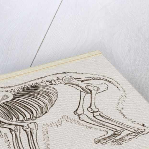 Skeletun of Polar Bear by Anonymous