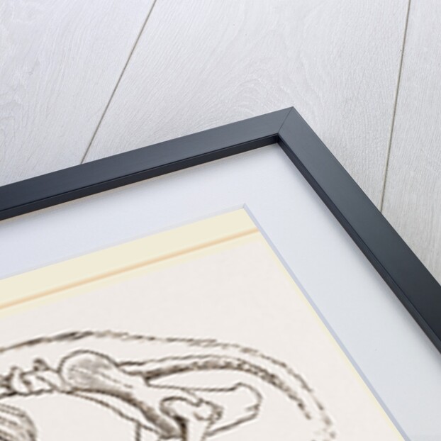 Skeletun of Polar Bear by Anonymous