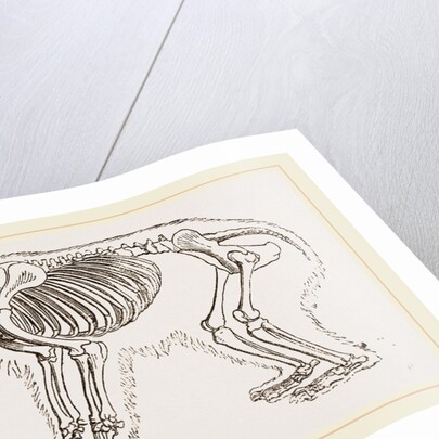 Skeletun of Polar Bear by Anonymous