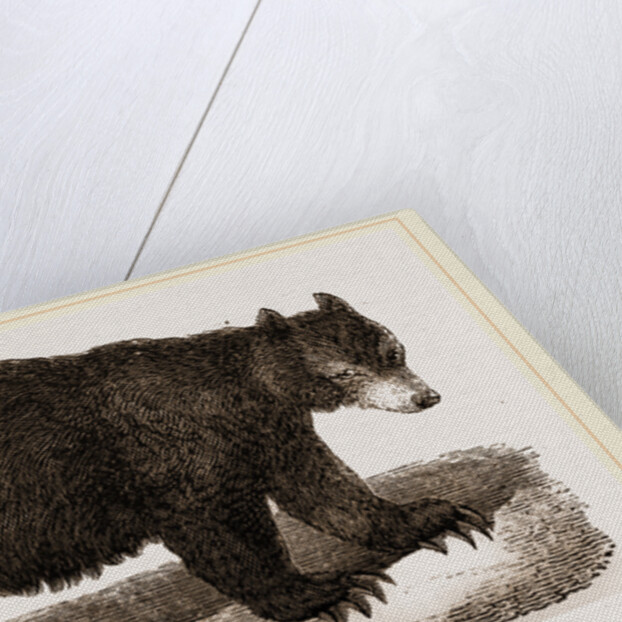 American Black Bear by Anonymous