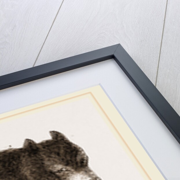 American Black Bear by Anonymous