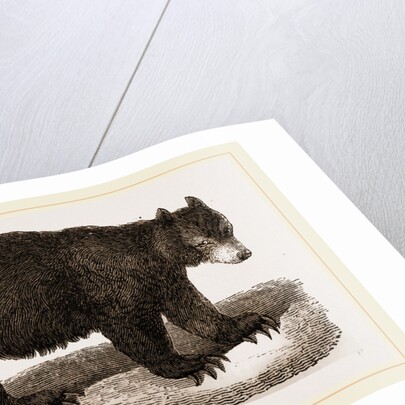 American Black Bear by Anonymous